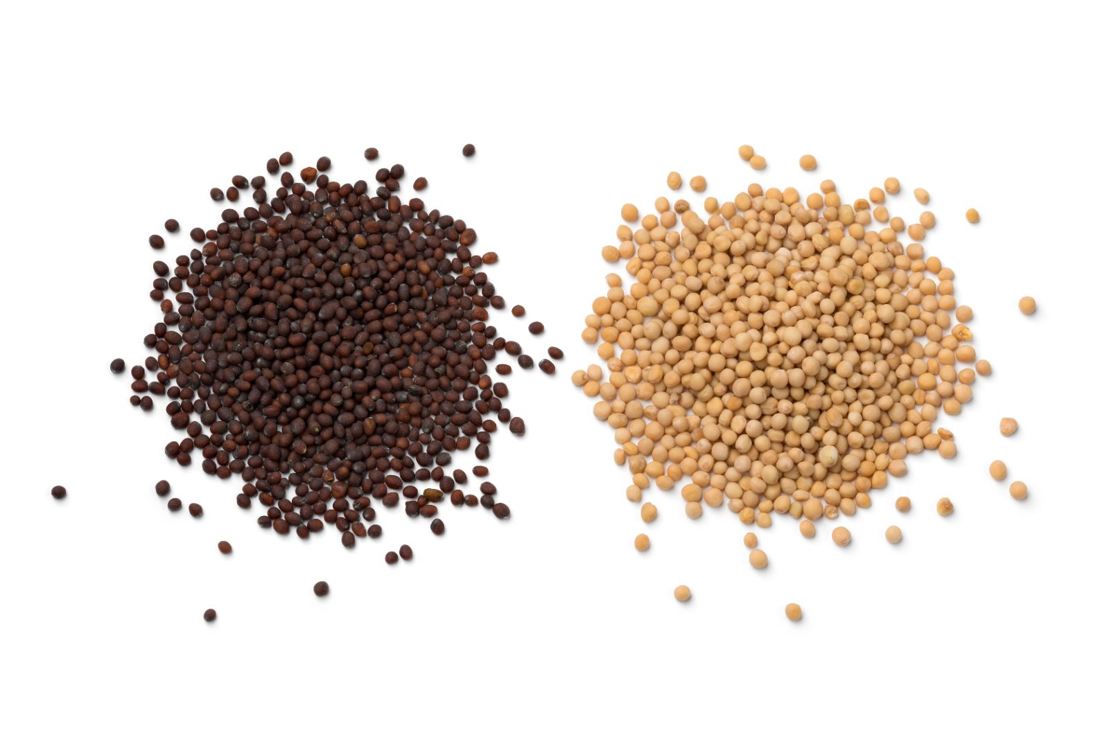 Yellow and brown mustard seeds - Rajasthan mustard exported by Orifields International India
